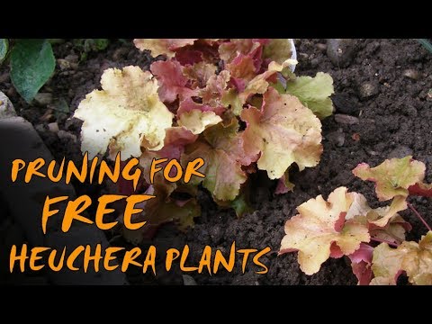 Video: Heuchera Hybrid: Herb For Open Ground. 