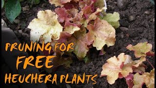 Pruning and Propagating Heuchera