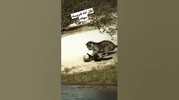 الفهد يريد افتراس غرير العسل مذهل 