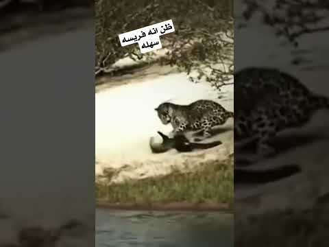 الفهد يريد افتراس غرير العسل مذهل