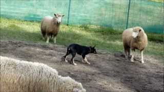 Kelpie pup Alfie 16 week old first time herding sheep