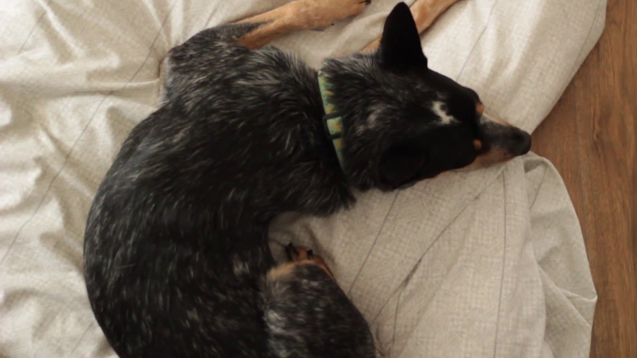Rainy Day & A Sleepy Dog - YouTube