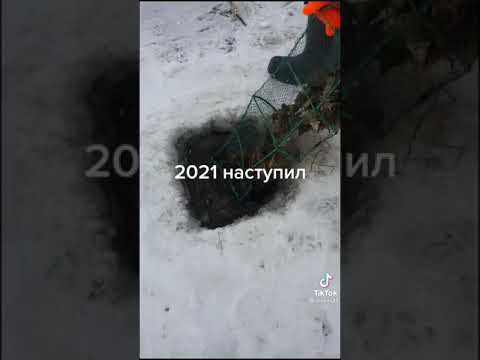 500кг раков