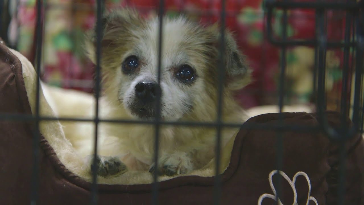 Helping Save Lives of Animals During Crisis | American Humane - YouTube