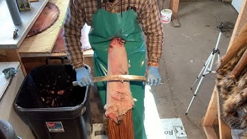 Fur Handling Series: Raccoon Part 2 - Fleshing