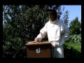 Пчеловодство (уникальный метод - 3-5 фляг меда с улья)