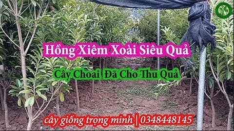 Giới Thiệu Lô Hồng Xiêm Xoài Choai Siêu Quả Trồng 1 Năm Cho Thu Quả | 0348448145