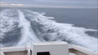 PECHE D'UN ENORME LIEU ET GROS BARS AU MILIEU DE LA MANCHE