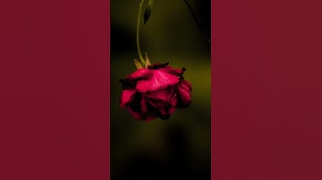 Flower editing #picsart #lightroom #snapseed