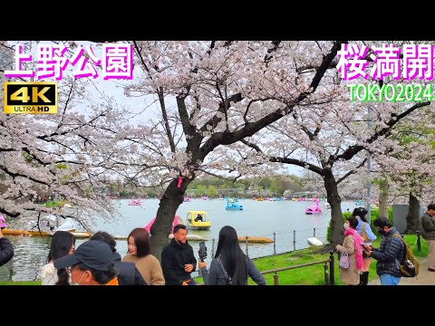 4K【上野公園桜満開】 - YouTube