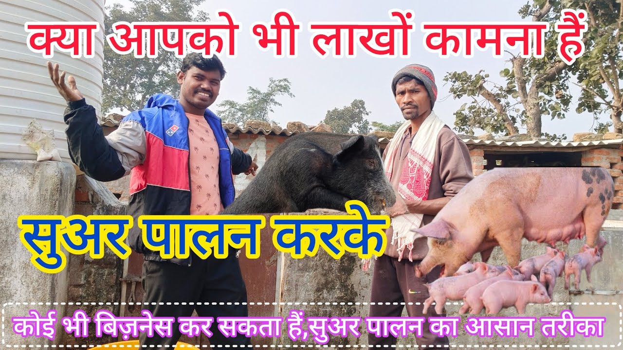 लाखों कामना है सुअर पालन करके ।। Millions wish by raising pigs 