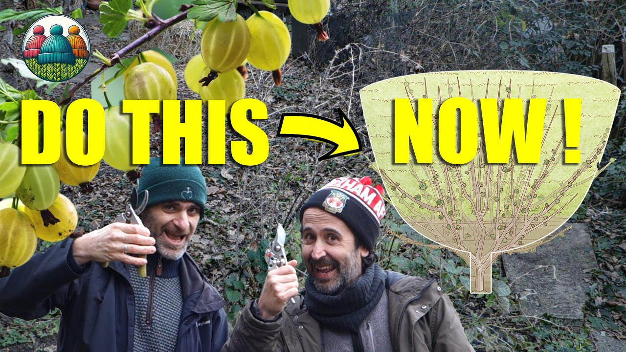 Do This Now for the Best Summer Gooseberry Harvest