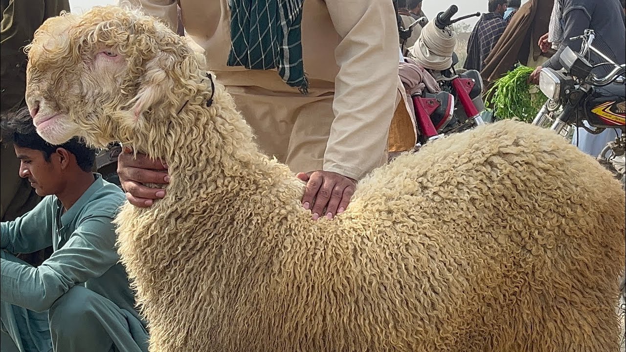 13 February 2026 Choti Zaren Ki Sasti Mandi 