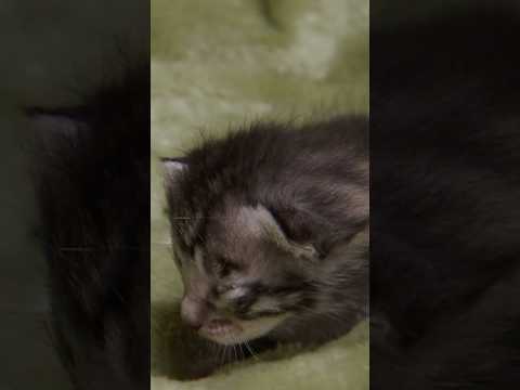 Sparky Is the Last to Do Everything | Too Cute! | Animal Planet