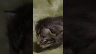 Sparky Is the Last to Do Everything | Too Cute! | Animal Planet
