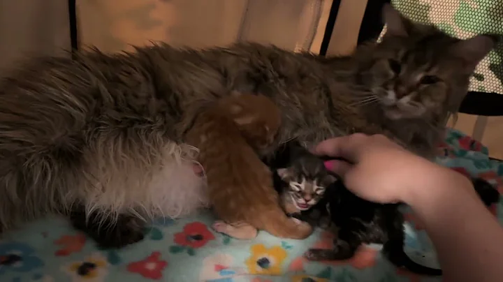 Video 2472611: baby maine coon kitten, kitten newborn baby