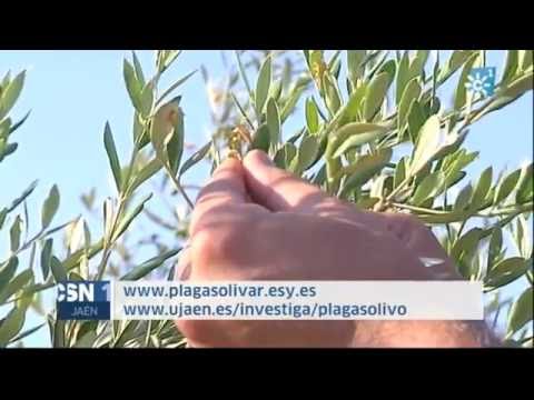 Video: Control de los ácaros del olivo: consejos para el tratamiento de los ácaros de los brotes del olivo