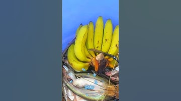 #Shorts / Câu cá xác sọc tôm càng xanh mồi này nó khoái lắm miền tây sông nước #KiềmRapper