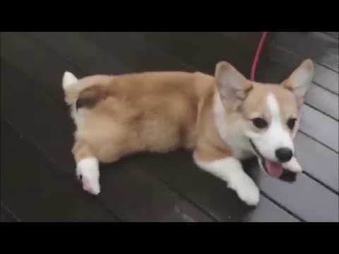 可愛い犬 可愛い おもしろい犬コーギー君の動画 メチャクチャ可愛い Youtube