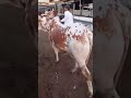 qarbani #qarbani #cowvideos # #qurbanvlogs