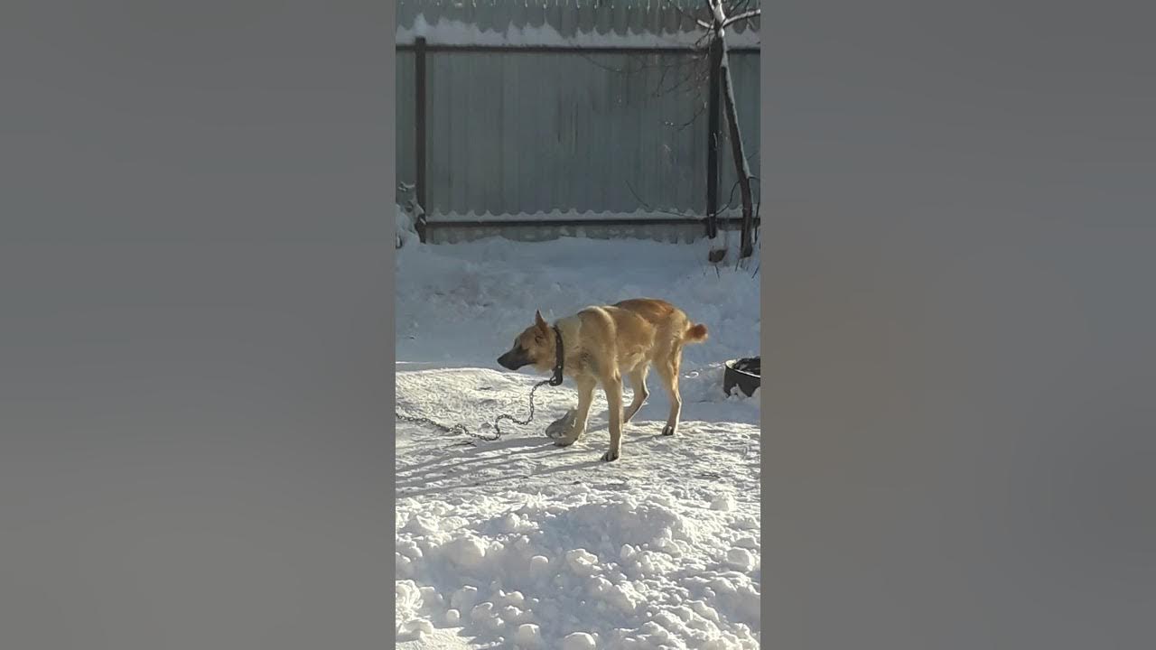 В волю отдохнувшие собаки легко понесли установку. В волю отдохнувшие собаки легко понесли установку