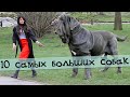 10 самых больших пород собак в мире