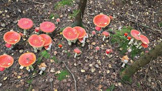 Огромная поляна мухоморов! Столько вы еще не видели... There are a lot of mushrooms in the forest.