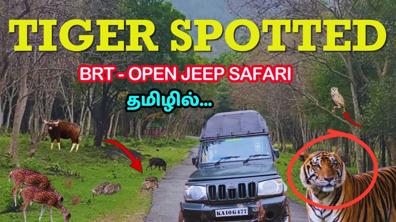 🔥புலிகள்❌ வாழும்❌ அடர்ந்த காட்டுக்குள் ஒரு 