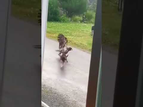 نسر يهجم على كلب