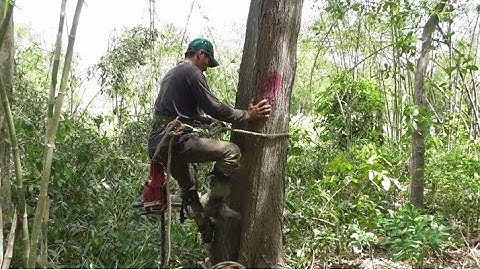 chú tính thợ cưa cây tràm bông vàng rất to ở ba chúc an gian rất nhanh #thocua