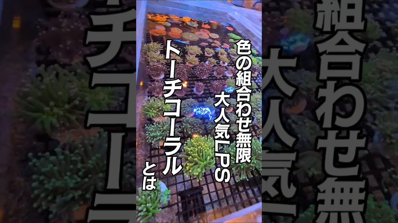 Torch Coral | Aquarium Tropical Fish - YouTube
