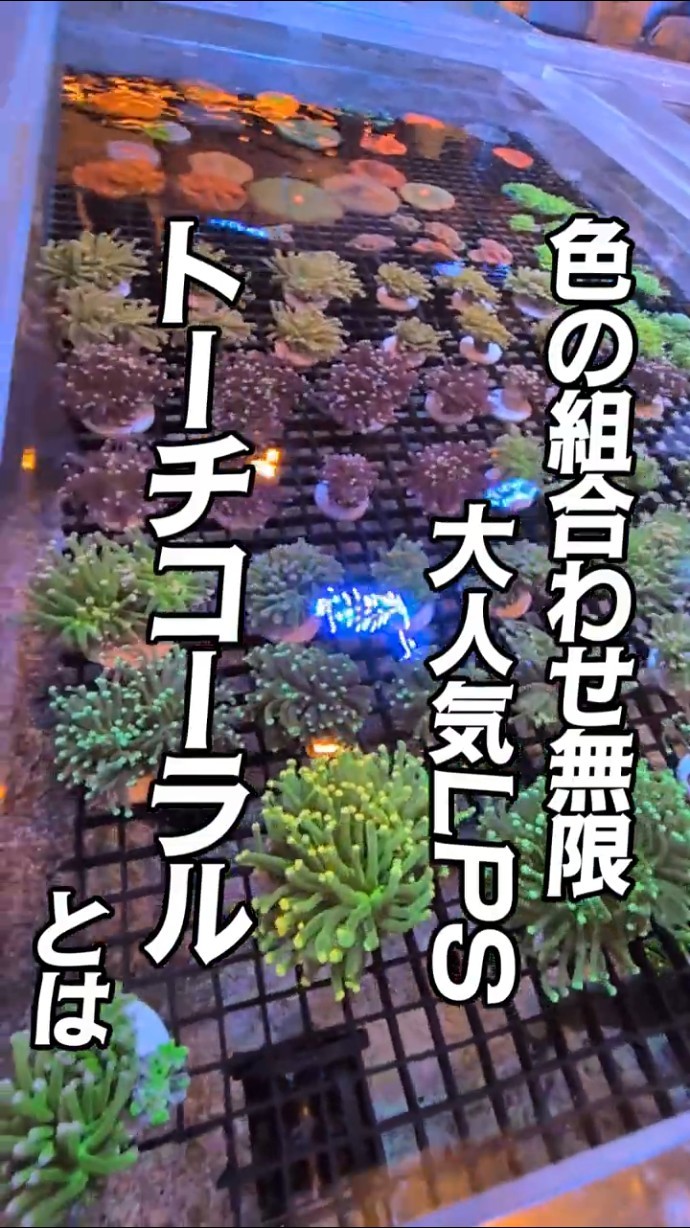 Torch Coral | Aquarium Tropical Fish - YouTube