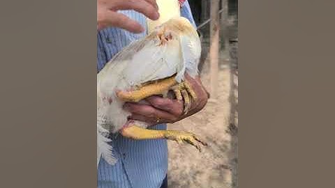 GA shey qaib Xaiv Ntaub