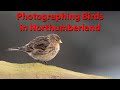 Filming and photographing northumberland birds with the om1 and lumix g9 mk2