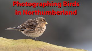 Filming and Photographing Northumberland birds with the OM1 and Lumix G9 Mk2