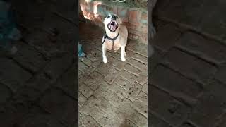 Single Nose Bullterrier Dog