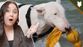 ARE BULL TERRIERS PLAYFUL? by Fenrir Bull Terrier Show 954 views 3 years ago 5 minutes, 57 seconds