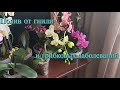 Здоровый Полив орхидей 3-мя препаратами. Орхидеи будут благодарны 🤞👍💪.