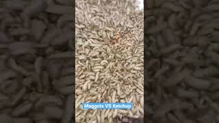 Maggots VS Ketchup! @MrGearOfficial