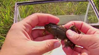 Life stages of the American Bullfrog (Rana catesbiana)