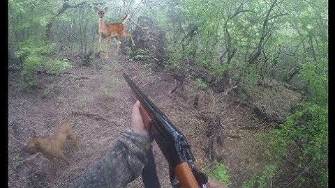 De cacería Enel cerro nos topamos con un venado🦌 pero estaba muy chikito y no le tiramos 👌🐗⛰️