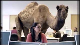Geico: Hump Day Camel | {Live Broadcast Accidenst}