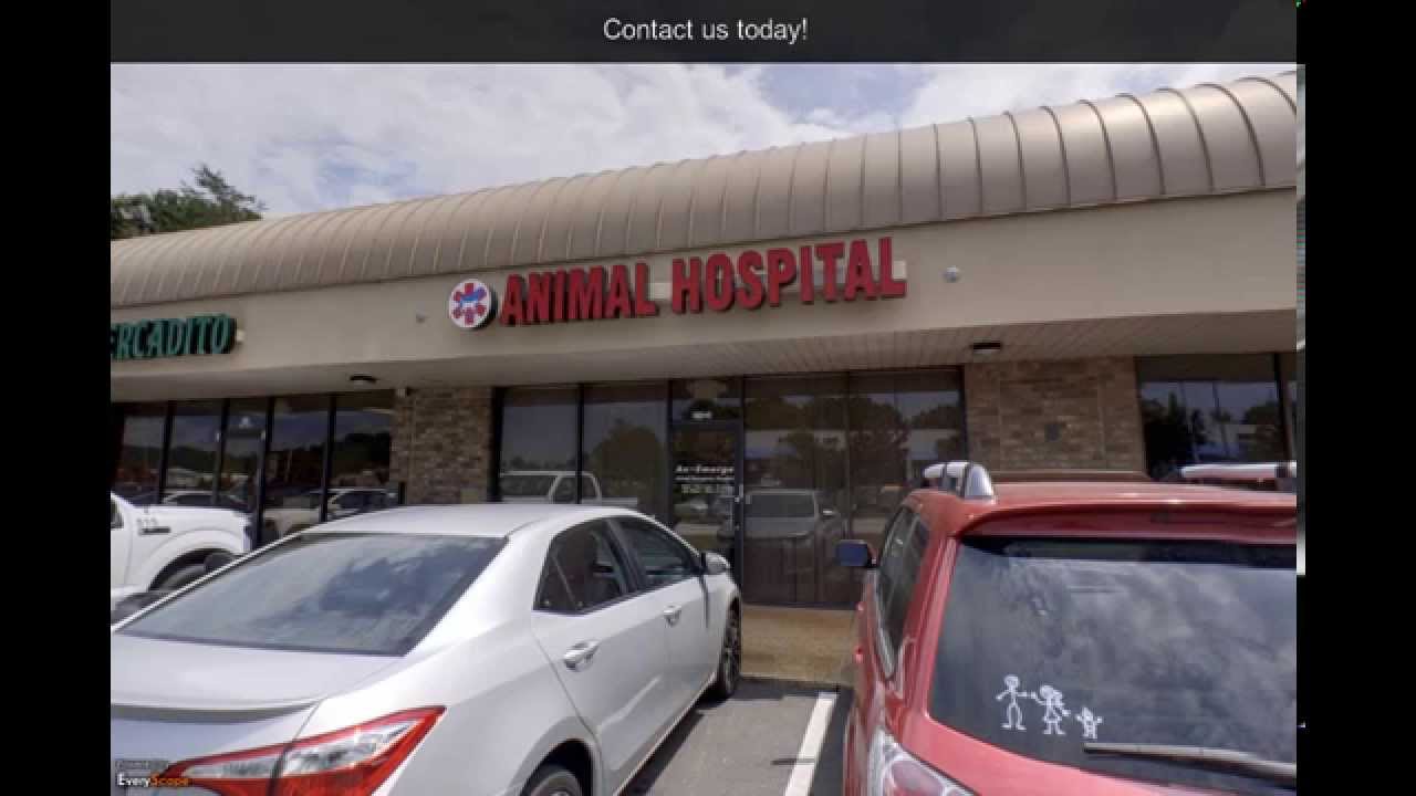 Animal Emergency of Gainesville Gainesville, GA Veterinarians YouTube