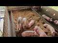 Chiqueros Para Cerdos / Ideas Para Hacer Tu Propio Chiquero 🐷🤠