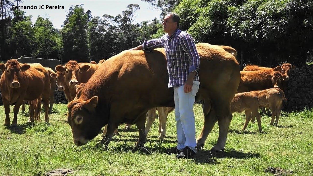 Exploração Agrícola Manuel Sousa - Ilha Terceira - Açores - Portugal