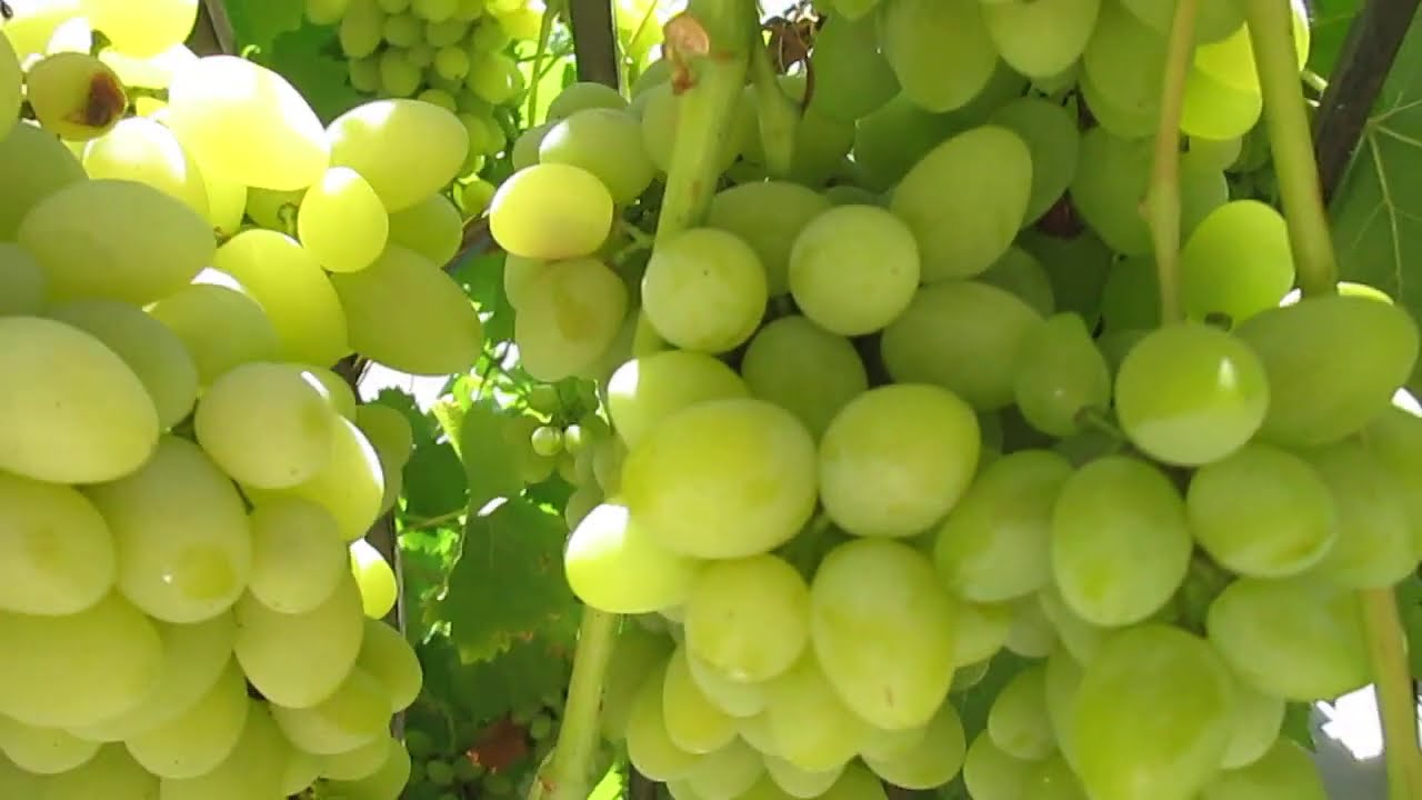 Сорт болгария Сорт болгария