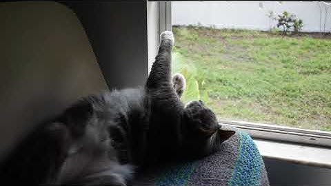 Justin Depth - Cheat Codes 2 - Monome Norns and Grid - featuring Penny the Cat - 210412