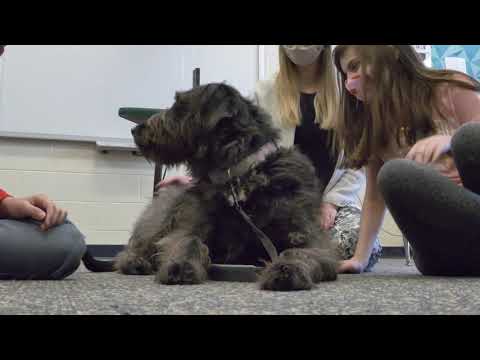 How Therapy Dogs Help Students With Stress