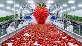Inside a Mega Strawberry Factory: Processing the Giant Sweet Red Berry
