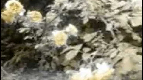 Etta James | Two Sides To Every Story